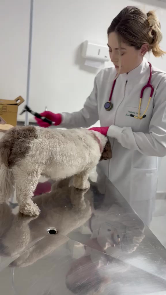Dra. Stephany examinando um cão em ambiente clínico